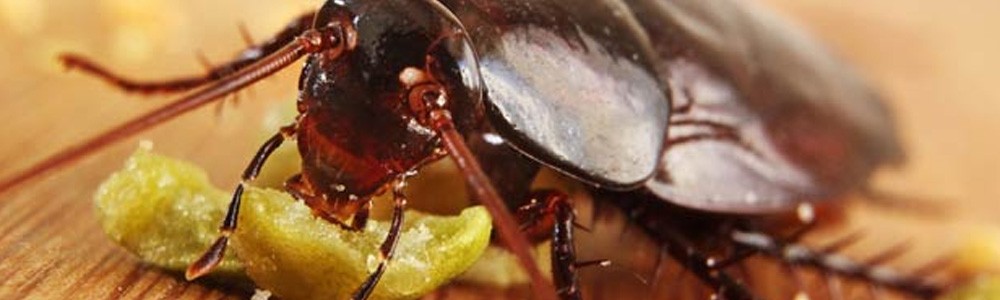 cucaracha desinsectacion