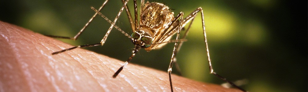 Eliminar mosquitos en Albacete Eliminar mosquitos en Albacete