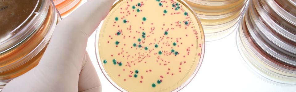 Bacterias Bacterias