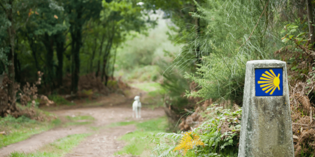 Chinches camino de santiago - A tu Salud