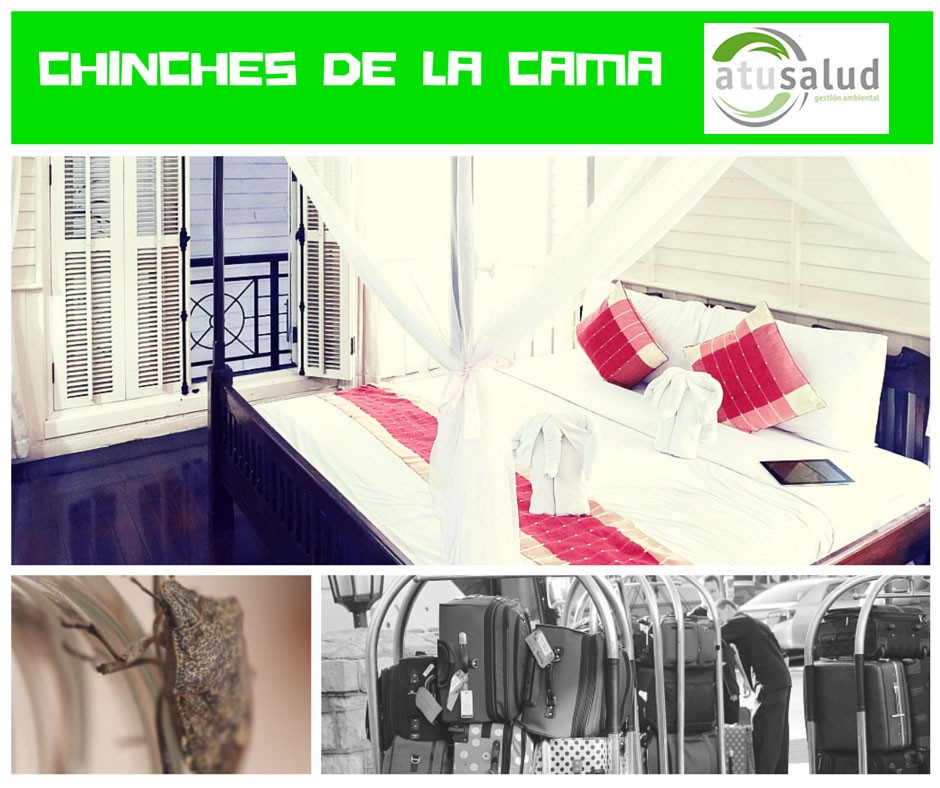 Chinches de la cama