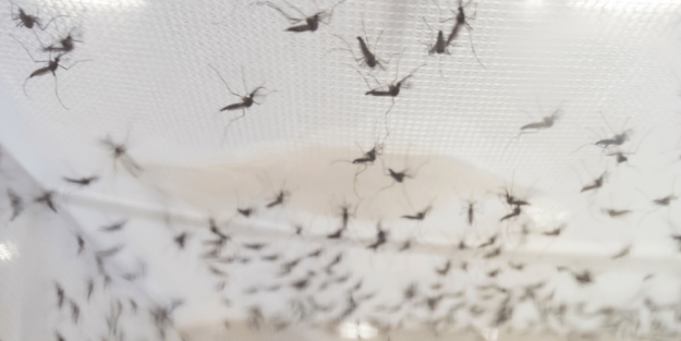 El combate de Europa contra las enfermedades transmitidas por mosquitos