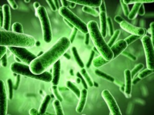 Bacteria de la Legionella