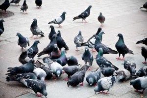 palomas