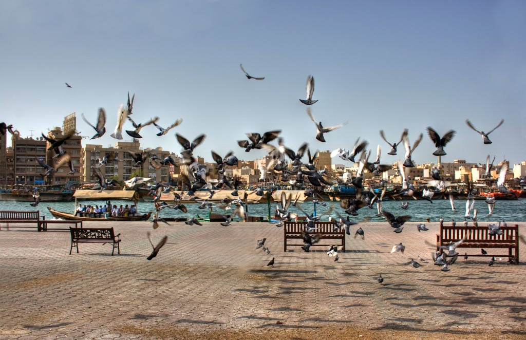 Doves