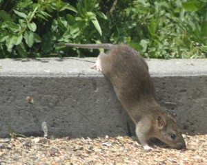 rata