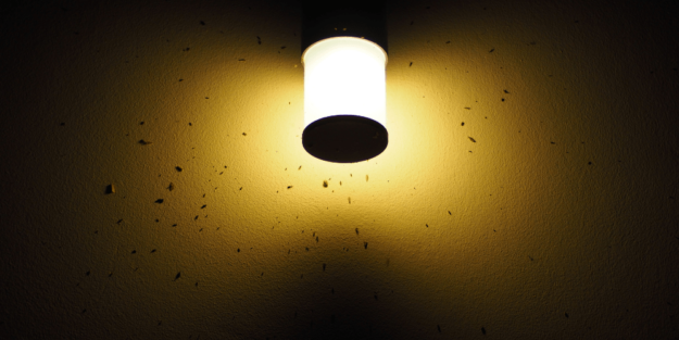 Luz e insectos - A tu Salud Ambiental