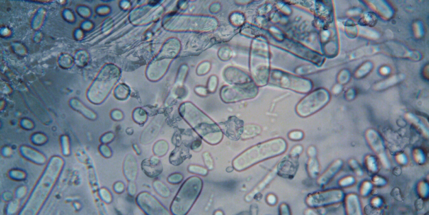 Microorganismos indicadores de contaminación fecal - A tu Salud