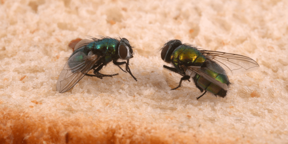 Plaga de moscas – A tu Salud Plaga de moscas - A tu Salud