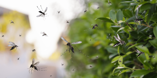 Plagas de mosquitos en Albacete - A tu Salud