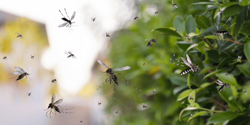 Plagas de mosquitos en Albacete – A tu Salud Plagas de mosquitos en Albacete - A tu Salud