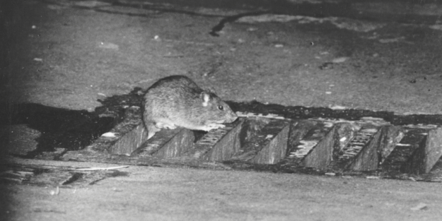 Plagas ratas en las calles - A tu Salud