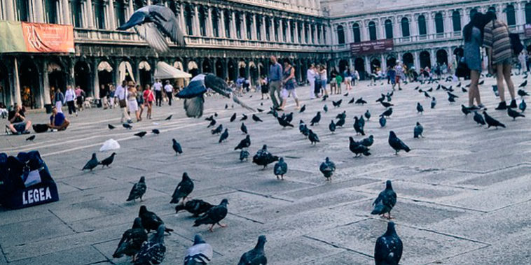 Cómo ahuyentar palomas