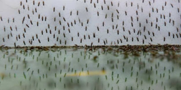 anticiparse a la llegada de los mosquitos
