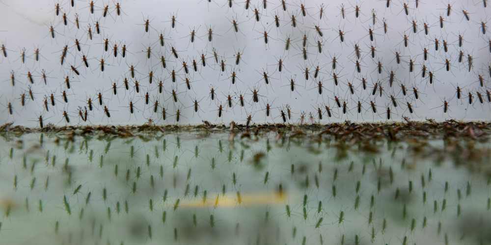 anticiparse a la llegada de los mosquitos anticiparse a la llegada de los mosquitos