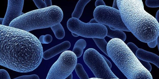 bacteriase coli Bacteria coli
