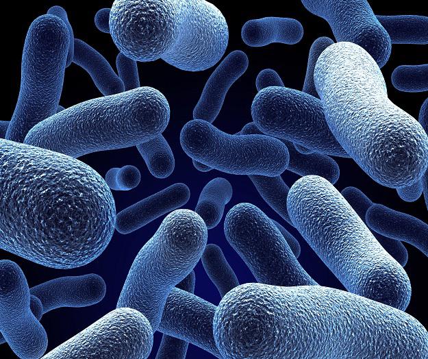 Bacteria coli