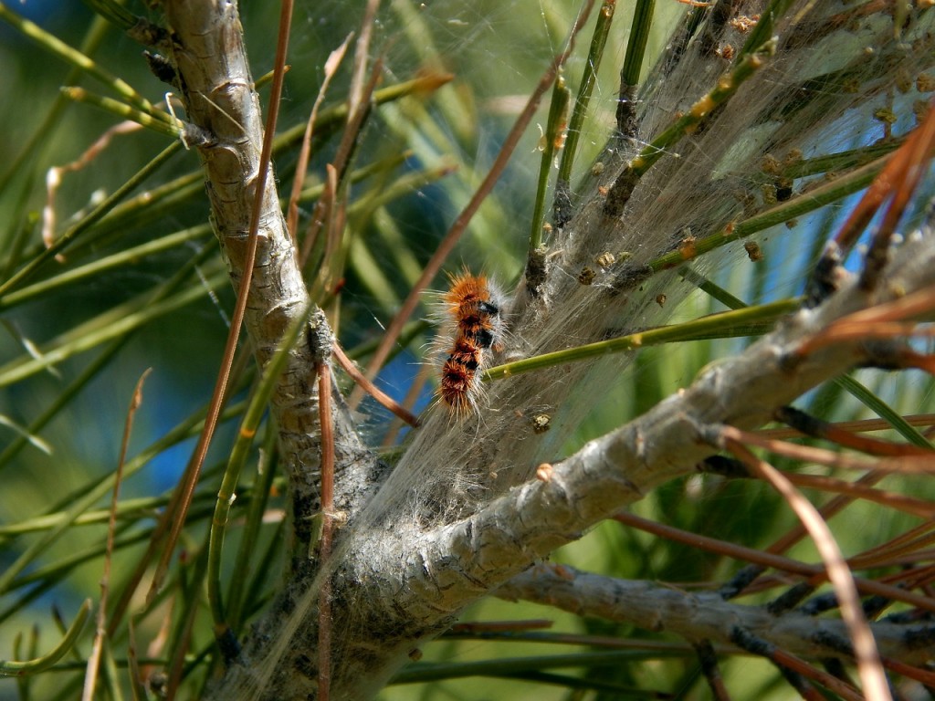 caterpillars-605572_1280