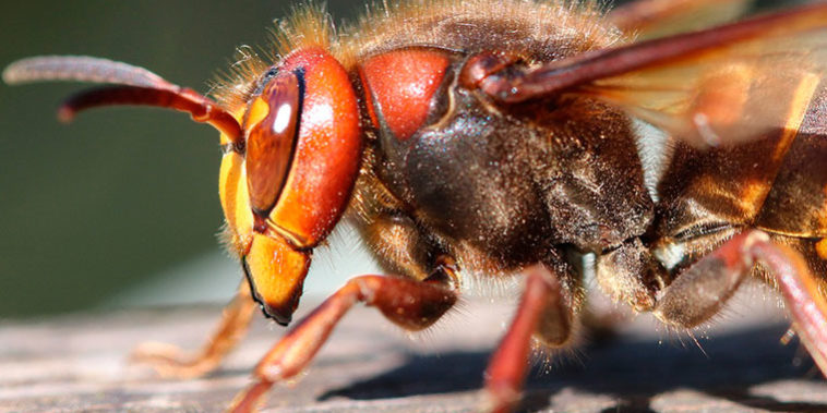 Cómo combatir la avispa asiática Cómo combatir la avispa asiática