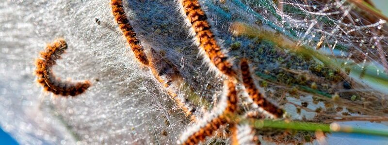 combatir procesionaria
