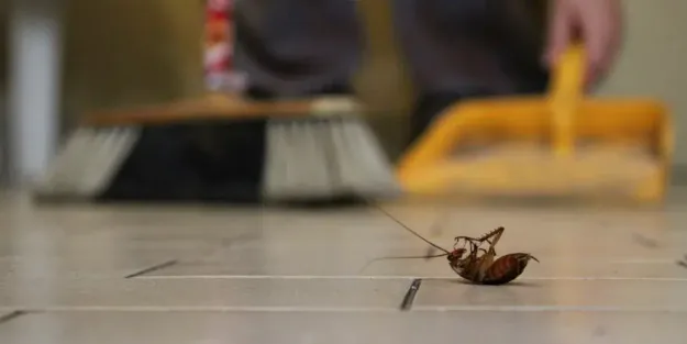 cucarachas más resistentes desafían los insecticidas