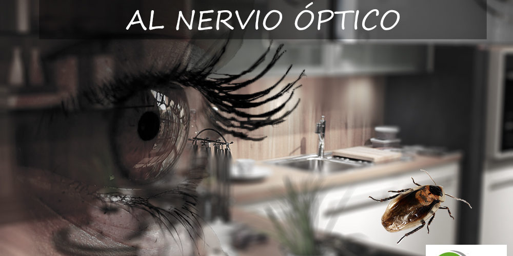 cucarachas afectan al nervio optico