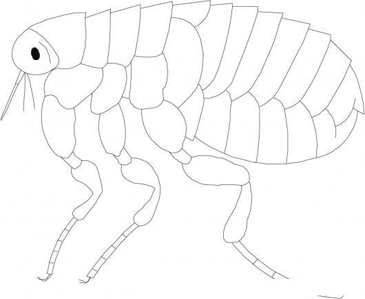 plaga de piojos