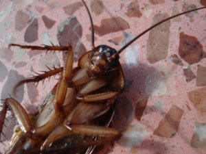 Empresa de desinfección de cucarachas