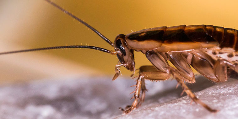 Enfermedades que transmiten las cucarachas y cómo evitarlas