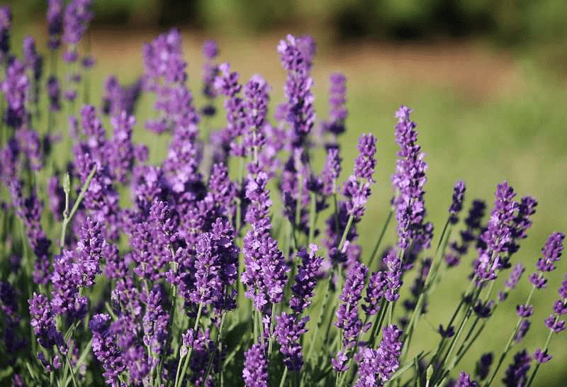 La lavanda es un repelente natural de insectos.