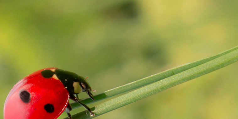 Insectos beneficiosos para el hombre Insectos beneficiosos para el hombre