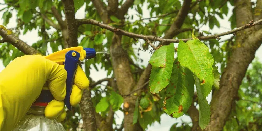 las plagas que proliferan en verano – a tu salud ambiental las plagas que proliferan en verano - a tu salud ambiental
