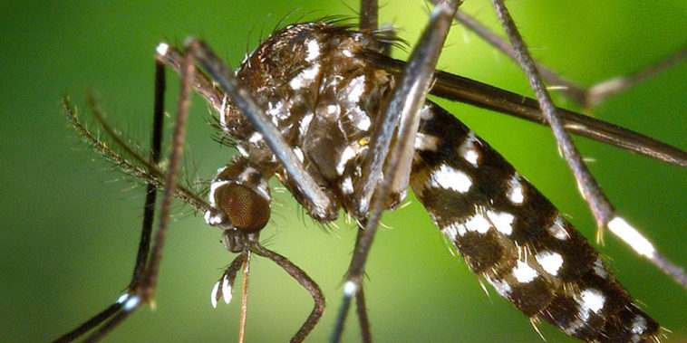 Mosquito tigre en España: todo lo que tienes que saber Mosquito tigre en España: todo lo que tienes que saber