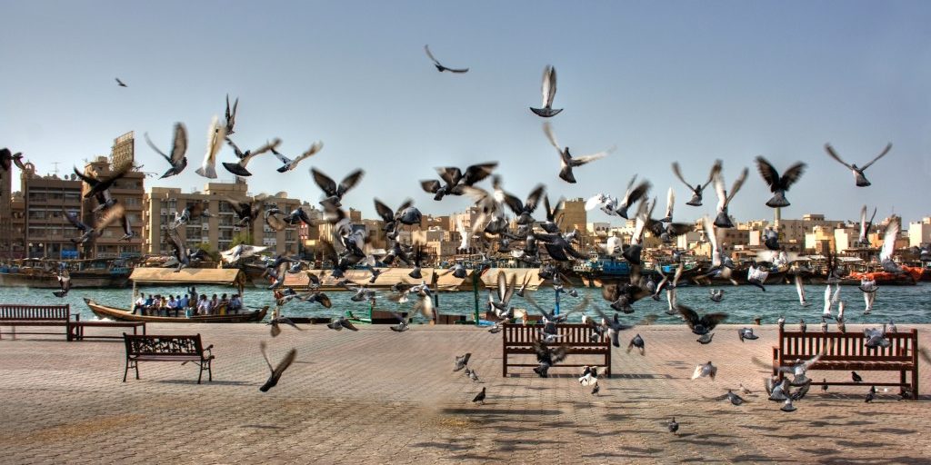 palomasensujustamedida control de palomas
