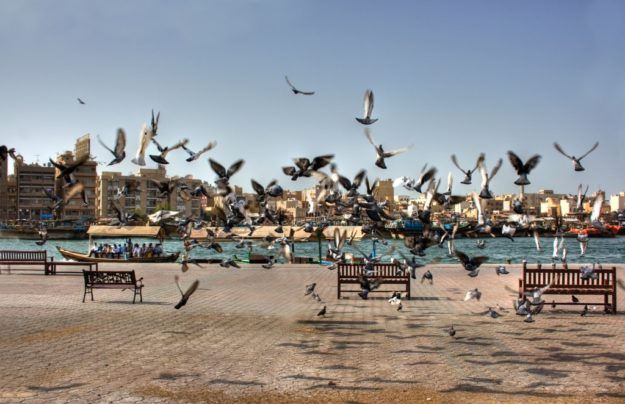 control de palomas