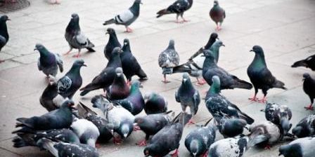 palomas urbanas