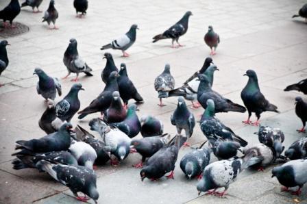 palomas urbanas