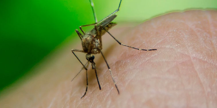 ¿Cómo aliviar la picadura de los mosquitos? ¿Cómo aliviar la picadura de los mosquitos?