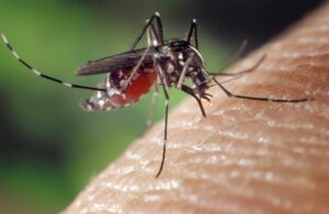 plagas de mosquitos