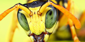 plagasemergentes avispas plagas emergentes