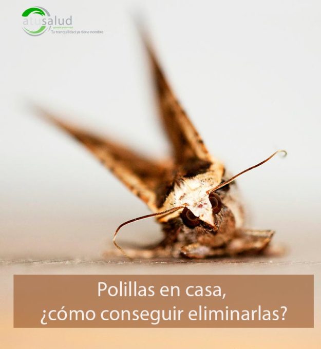 Eliminar las plagas de polillas en casa