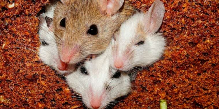 Ratones, posible origen de la variante Ómicron Ratones, posible origen de la variante Ómicron