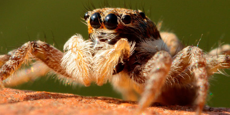 reconocer-picadura-araña