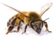 abejas