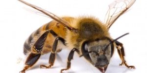 sinabejasnohayalim abejas