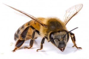 abejas