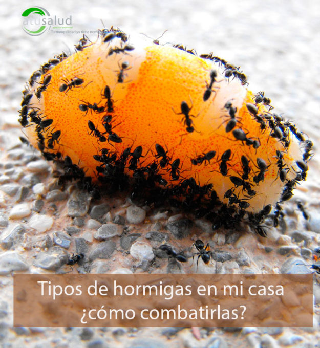 cómo acabar con las hormigas de mi casa