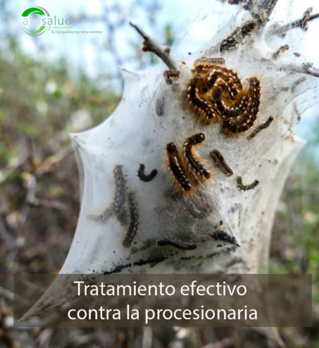 Tratamiento efectivo contra la procesionaria