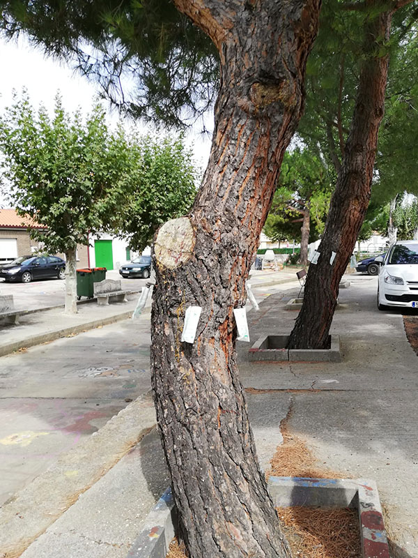Tratamiento ynject en árboles
